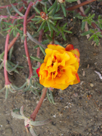 101_4005 - PORTULACA