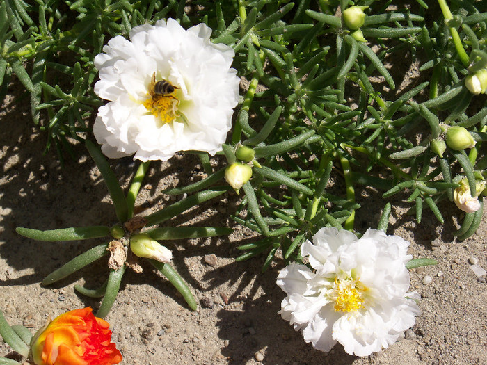 101_4455 - PORTULACA