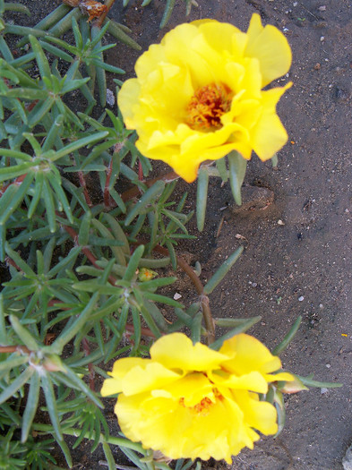 101_4461 - PORTULACA