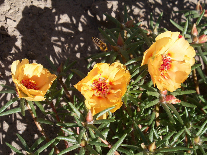 101_4601 - PORTULACA