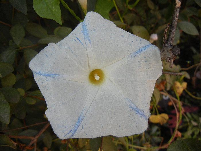 Ipomoea Flying Saucers (2012, Oct.23) - Flying Saucers