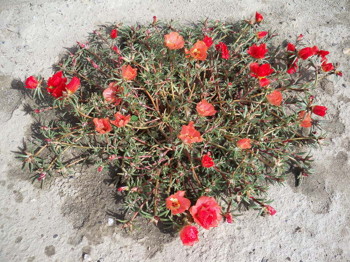 101_5102 - PORTULACA