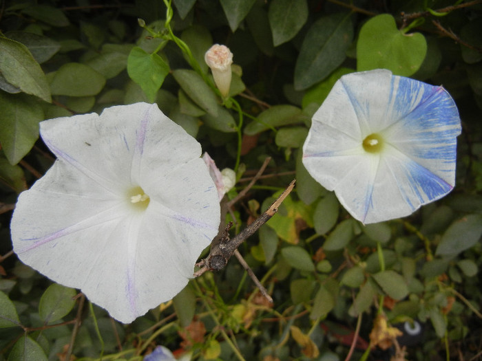 Ipomoea Flying Saucers (2012, Oct.24) - Flying Saucers