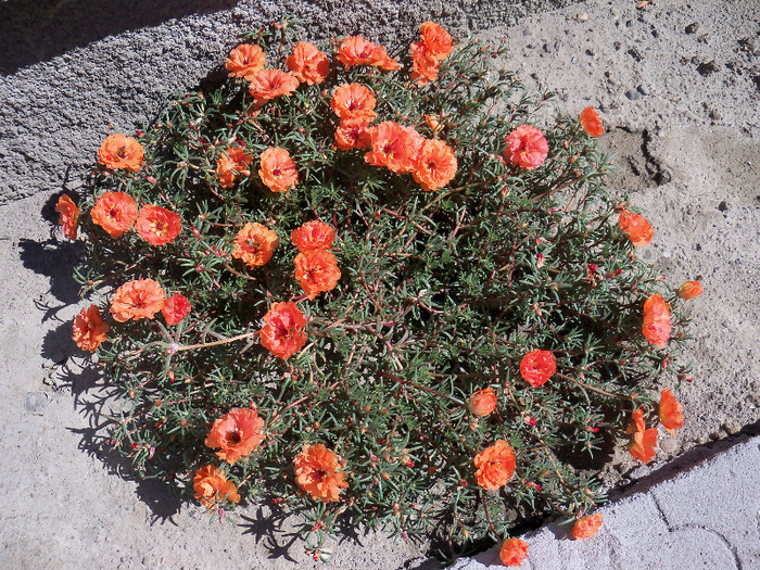 101_4448 - PORTULACA