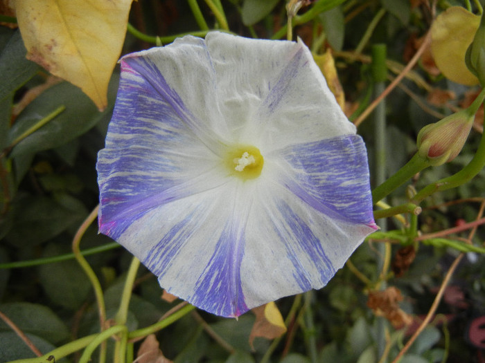 Ipomoea Flying Saucers (2012, Oct.24)