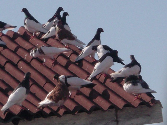 discutii despre tactica de zbor