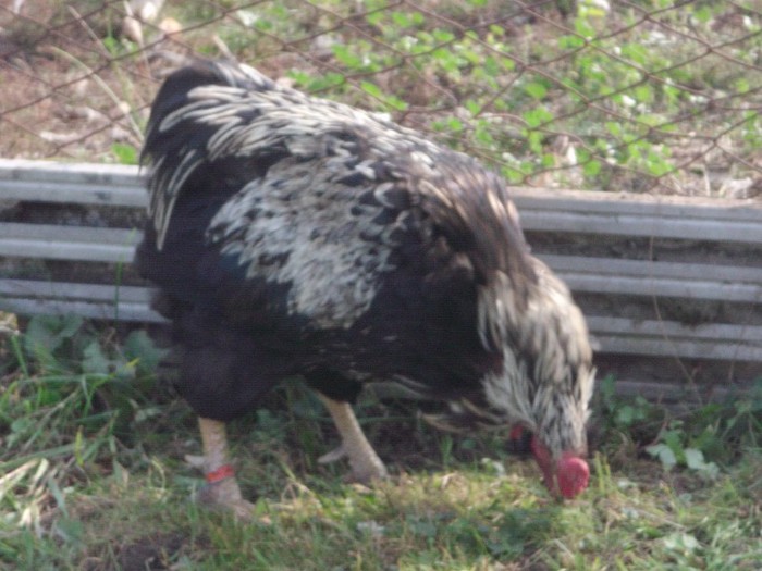 verdeata berechet la nenea Toni - 0000-GAINI ARAUCANA SI AMERAUCANA