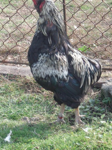 imi zice Pieptosu' - 0000-GAINI ARAUCANA SI AMERAUCANA