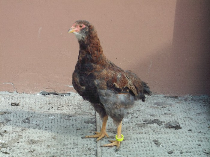 m-a imbatranit si pe mine - 00000-PUI DE AMERAUCANA SI ARAUCANA2012