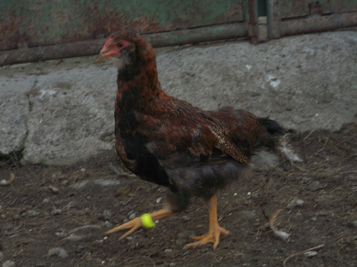 vedeti-va de treaba - 00000-PUI DE AMERAUCANA SI ARAUCANA2012