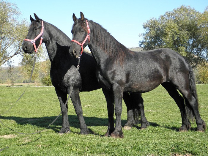 IEPE FRIESIAN