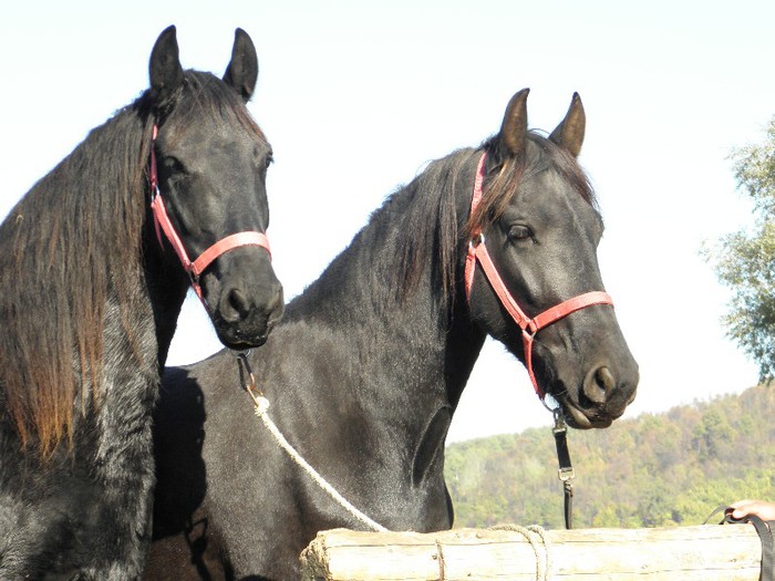 IEPE FRIESIAN