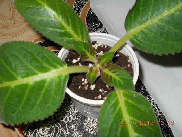 gloxinia sharm - FLORI PRIMITE DE LA ARIANA