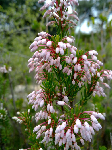 flori de munte - plante  insecte  viata