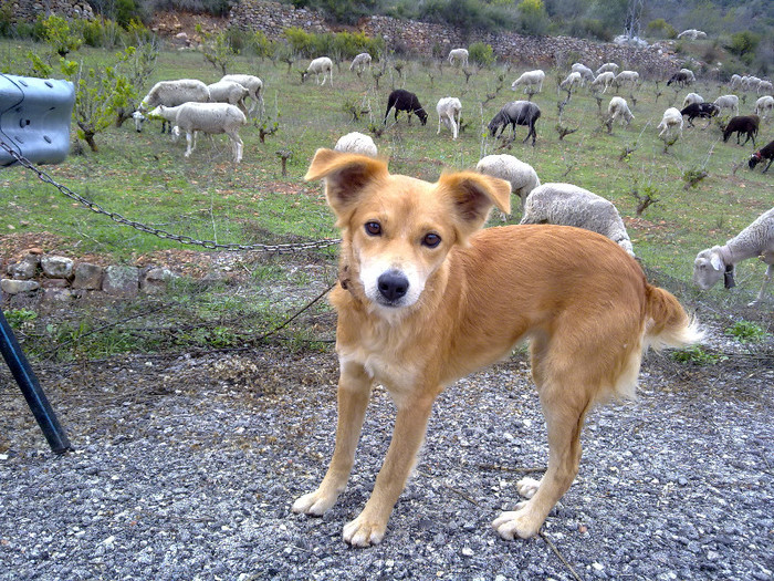 Rubia(blonda); este catelusa ciobanului ce trece pe langa casuta noastra
