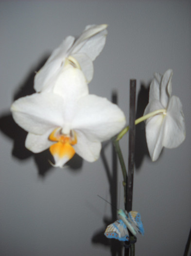 24 .oct.2012 - Orhideea - Phalaenopsis-Cambria