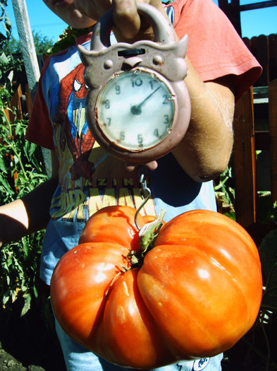 Rosie de 1,38kg - 00 - Gradina mea 2011