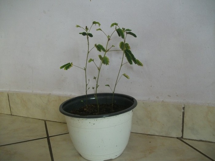 Picture plante 007 - MIMOSA PUDICA - planta care se misca 20 lei
