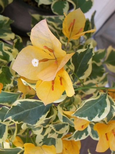 Delta Dawn - BOUGAINVILLEA 2012