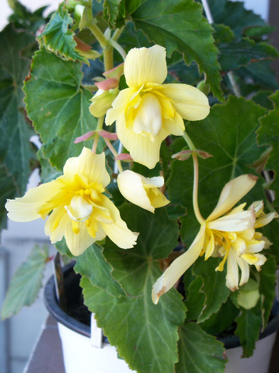 2557570850105256805pERIAy_fs - BEGONIA 2012