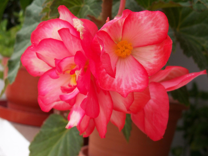 2574426780105256805MbDoAd_fs - BEGONIA 2012