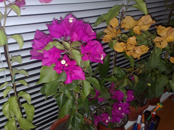 90 - BOUGAINVILLEA