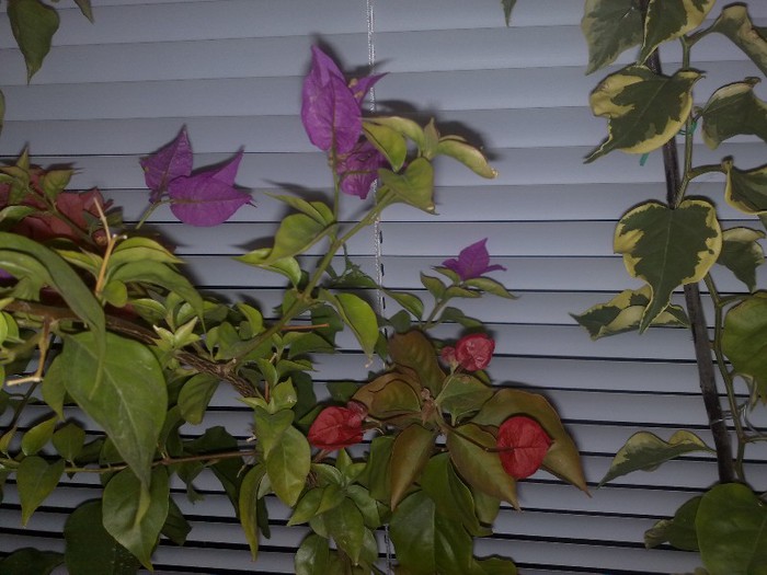 82 - BOUGAINVILLEA