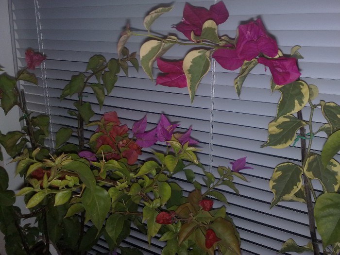185 - BOUGAINVILLEA