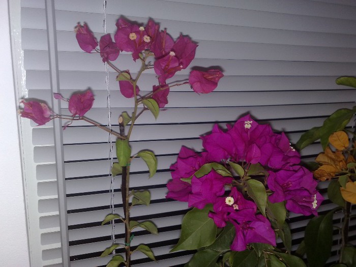 86 - BOUGAINVILLEA