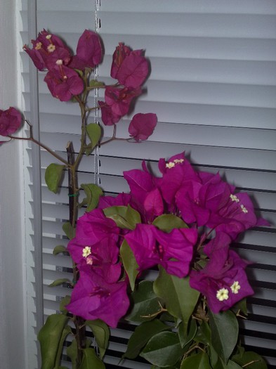 87 - BOUGAINVILLEA
