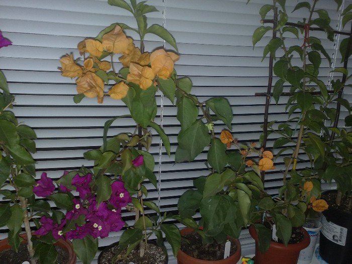 88 - BOUGAINVILLEA