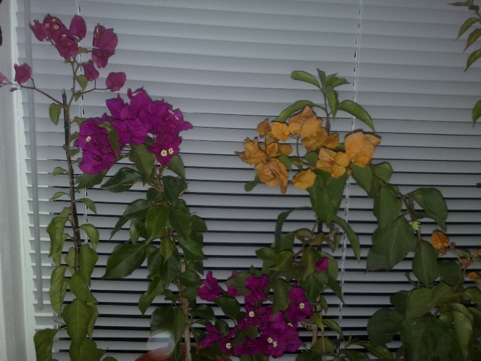 89 - BOUGAINVILLEA