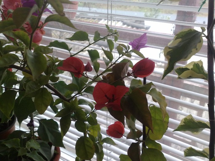 rosie - BOUGAINVILLEA