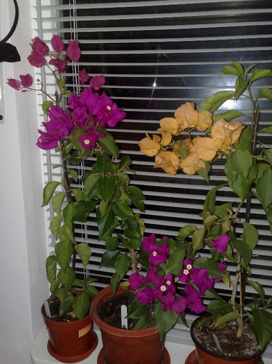 68 - BOUGAINVILLEA