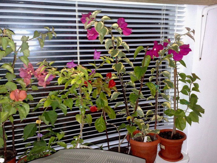 71 - BOUGAINVILLEA