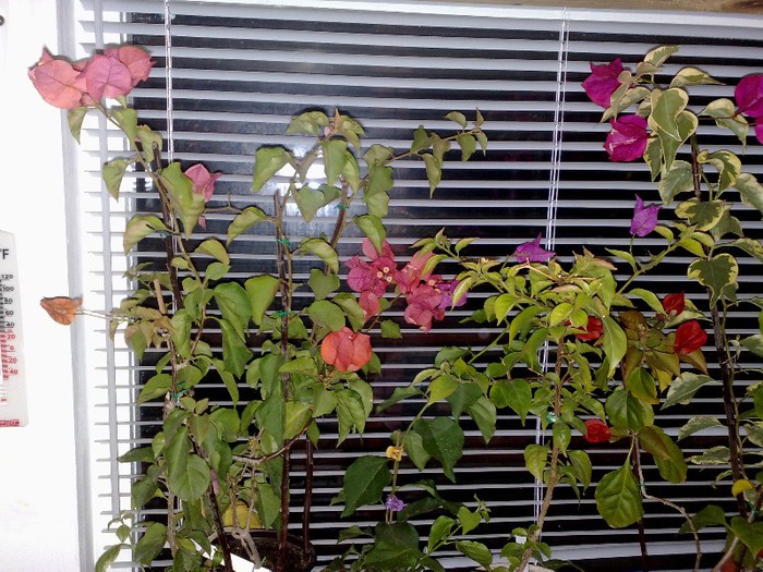 72 - BOUGAINVILLEA