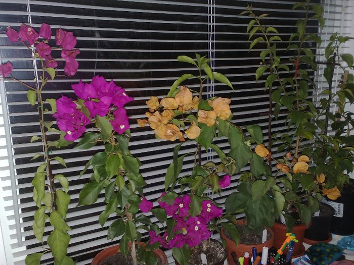 73 - BOUGAINVILLEA