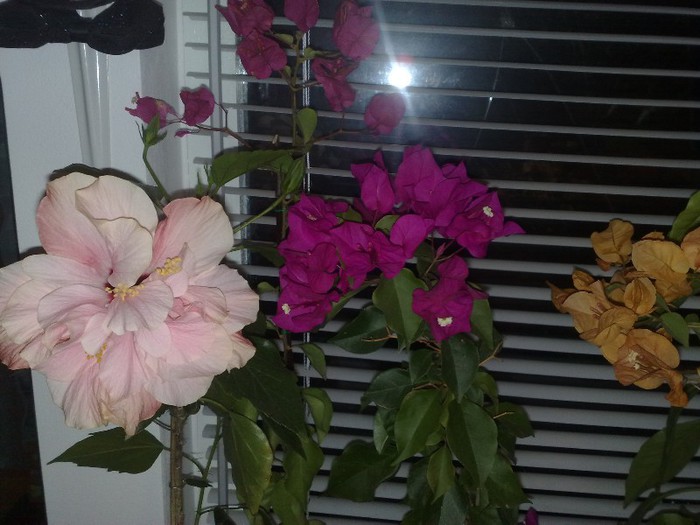 79 - BOUGAINVILLEA