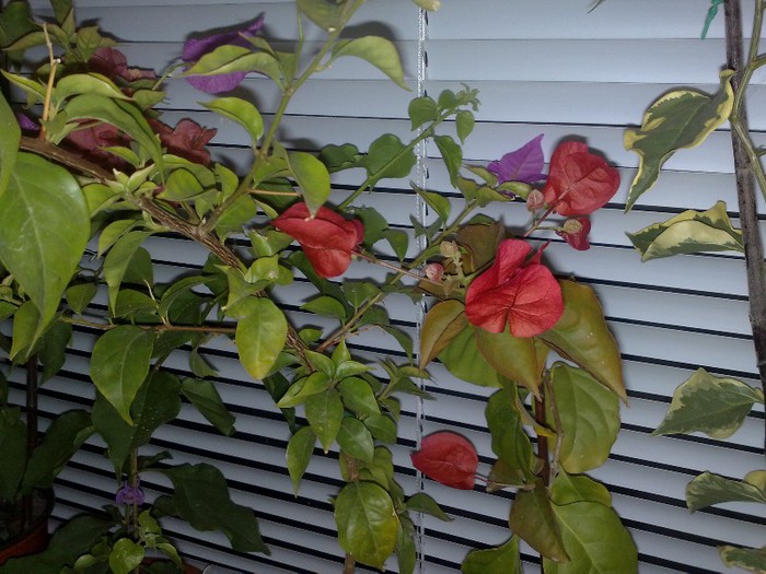 rosie - BOUGAINVILLEA