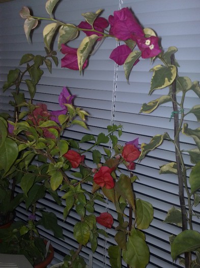 Rasberry Ice si rosie