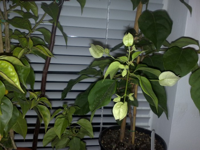 04 - BOUGAINVILLEA