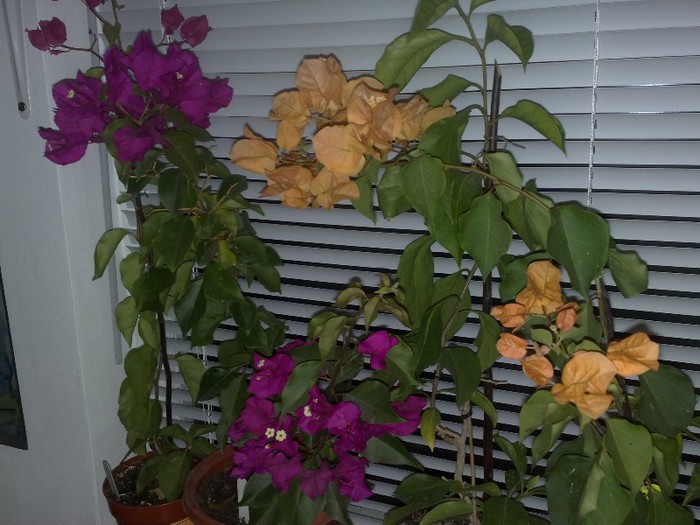 05 - BOUGAINVILLEA