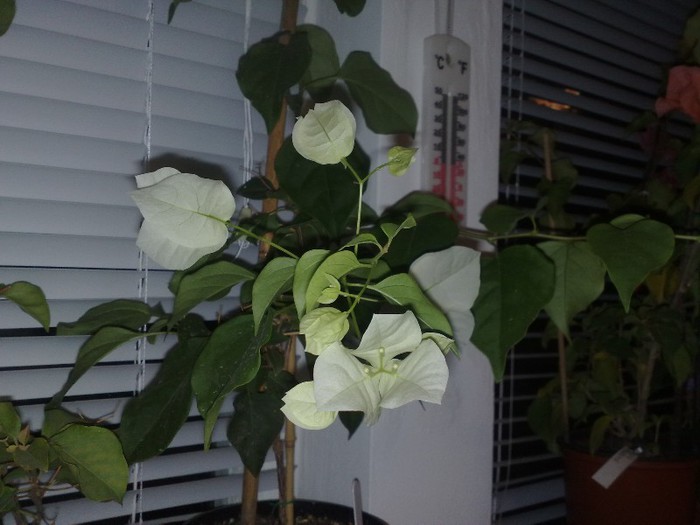 50 - BOUGAINVILLEA