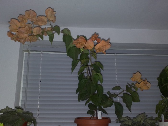 golden tango - BOUGAINVILLEA