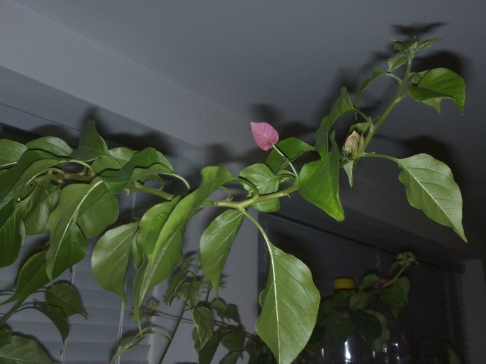 vera deep purple - BOUGAINVILLEA