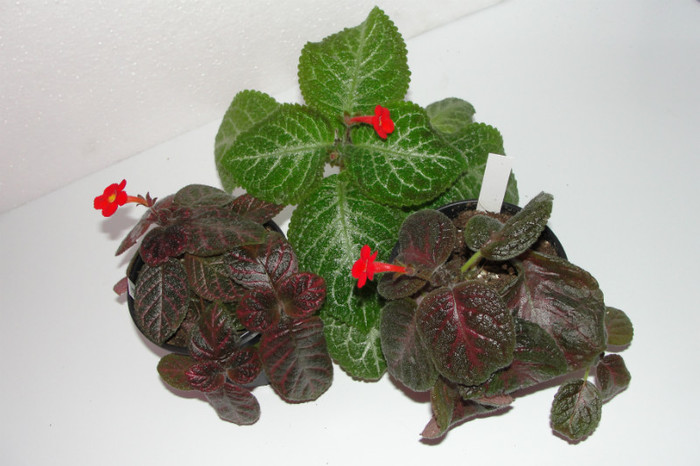 episcia Pink Gator episcia Jim's Rose Garden episcia Tricolor