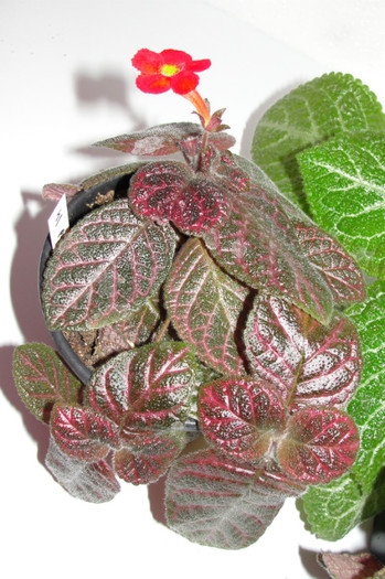 episcia Pink Gator