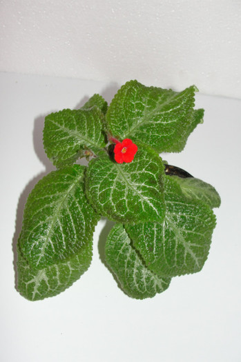 episcia Tricolor - Episcia T