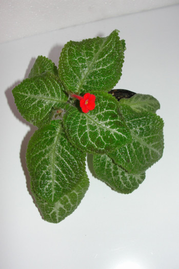 08.10.12 - Episcia T