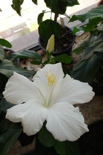 hibiscus Truly Fair